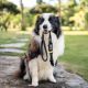 EzyDog : Des Accessoires Innovants et de Haute Qualité pour Tous les Chiens